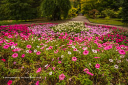 giardini botanici di villa taranto 
